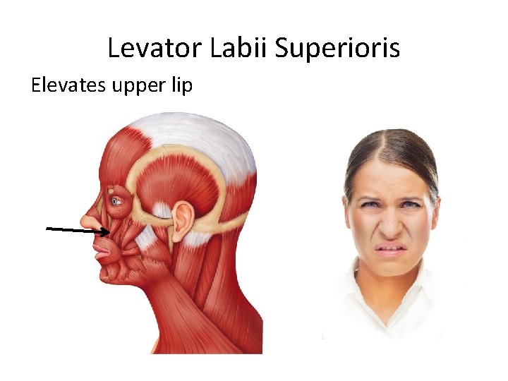 Levator Labii Superioris Elevates upper lip 