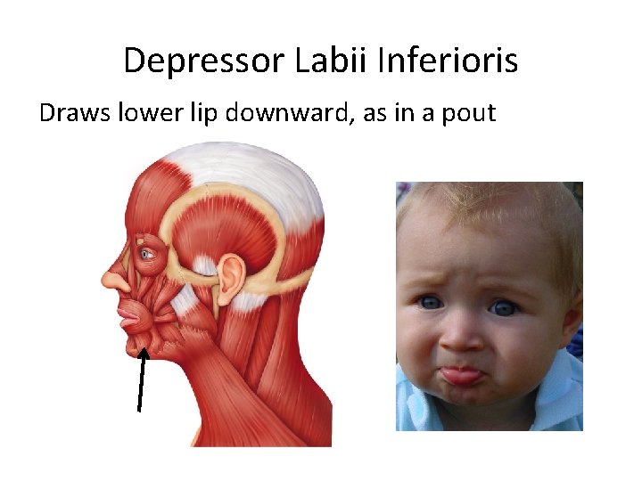 Depressor Labii Inferioris Draws lower lip downward, as in a pout 