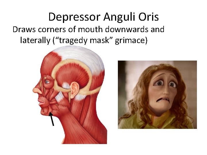 Depressor Anguli Oris Draws corners of mouth downwards and laterally (“tragedy mask” grimace) 