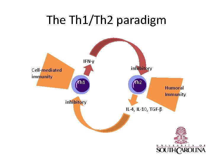 The Th 1/Th 2 paradigm IFN-γ Cell-mediated immunity inhibitory Th 1 Th 2 inhibitory