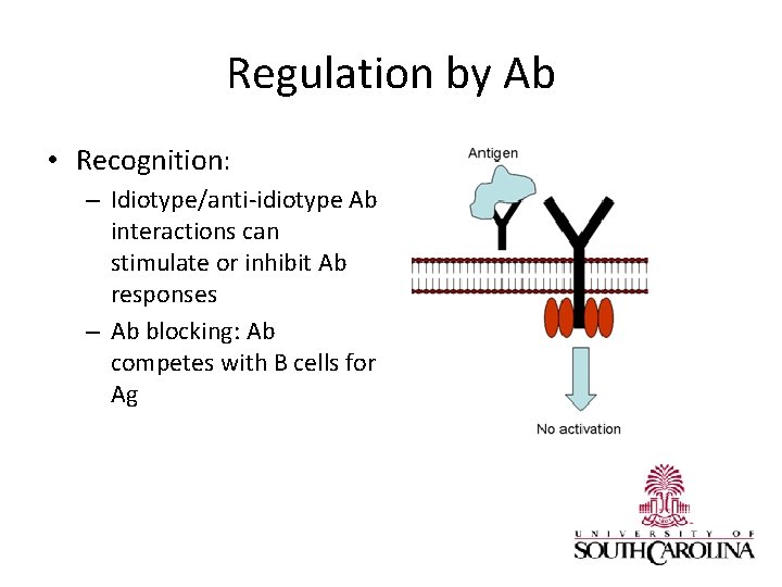 Regulation by Ab • Recognition: – Idiotype/anti-idiotype Ab interactions can stimulate or inhibit Ab