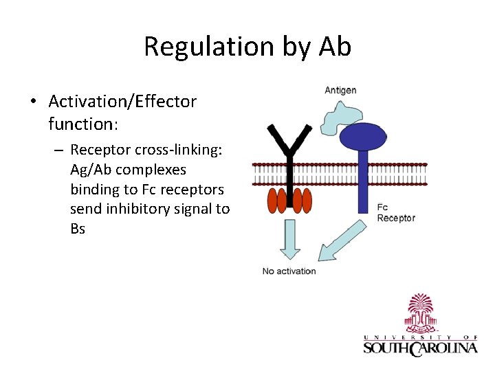 Regulation by Ab • Activation/Effector function: – Receptor cross-linking: Ag/Ab complexes binding to Fc