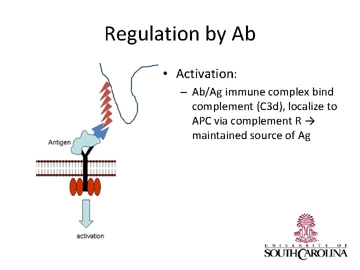 Regulation by Ab • Activation: – Ab/Ag immune complex bind complement (C 3 d),