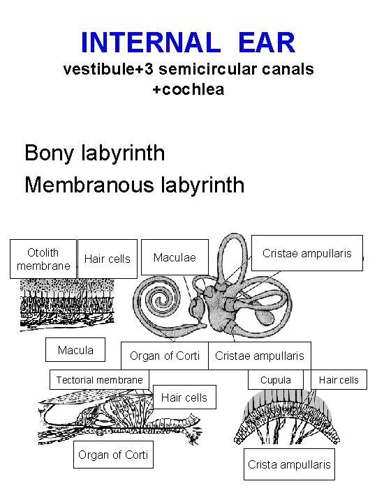 INTERNAL EAR vestibule+3 semicircular canals +cochlea Bony labyrinth Membranous labyrinth Otolith membrane Hair cells