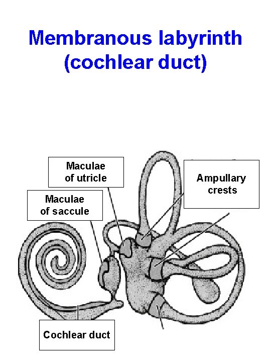 Membranous labyrinth (cochlear duct) Maculae of utricle Maculae of saccule Cochlear duct Ampullary crests