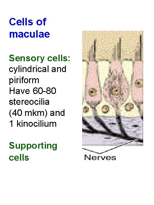 Cells of maculae Sensory cells: cylindrical and piriform Have 60 -80 stereocilia (40 mkm)