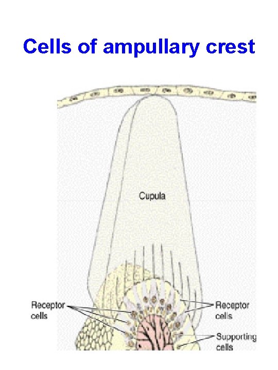 Cells of ampullary crest 