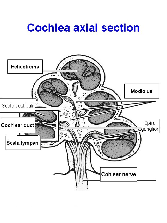 Cochlea axial section Helicotrema Modiolus Scala vestibuli Spiral ganglion Cochlear duct Scala tympani Cohlear