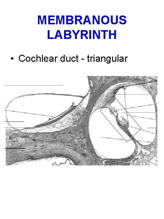 MEMBRANOUS LABYRINTH • Cochlear duct - triangular 