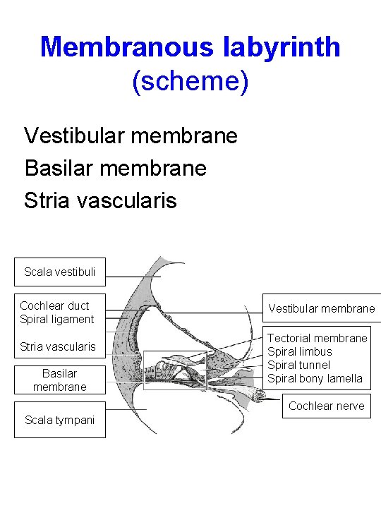Membranous labyrinth (scheme) Vestibular membrane Basilar membrane Stria vascularis Scala vestibuli Cochlear duct Spiral