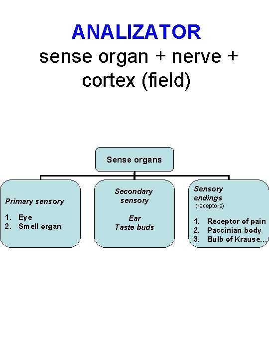 ANALIZATOR sense organ + nerve + cortex (field) Sense organs Primary sensory Secondary sensory