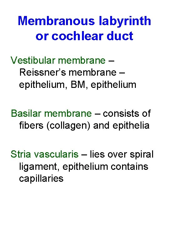 Membranous labyrinth or cochlear duct Vestibular membrane – Reissner’s membrane – epithelium, BM, epithelium