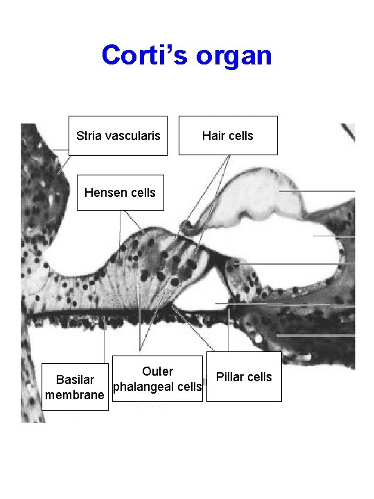 Corti’s organ Stria vascularis Hair cells Hensen cells Outer Basilar phalangeal cells membrane Pillar