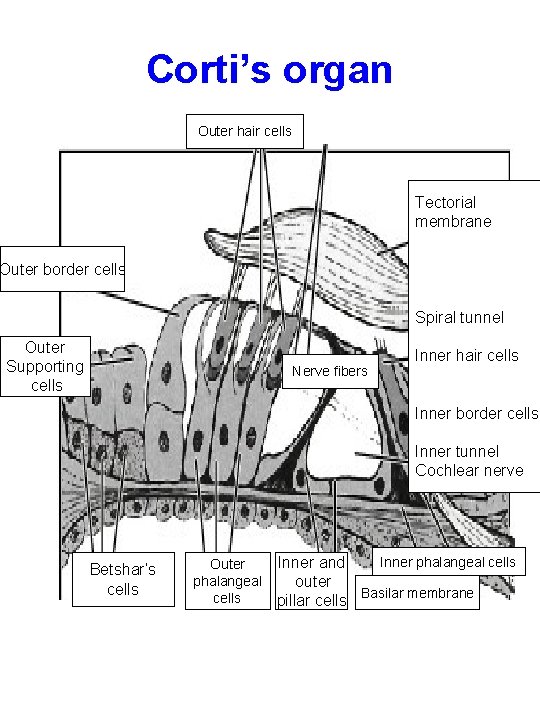 Corti’s organ Outer hair cells Tectorial membrane Outer border cells Spiral tunnel Outer Supporting