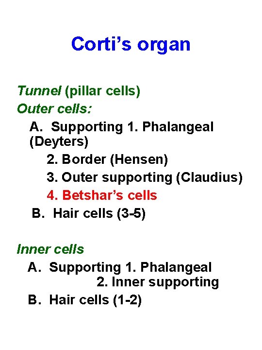 Corti’s organ Tunnel (pillar cells) Outer cells: A. Supporting 1. Phalangeal (Deyters) 2. Border