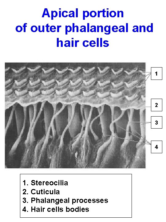 Apical portion of outer phalangeal and hair cells 1 2 3 4 1. Stereocilia