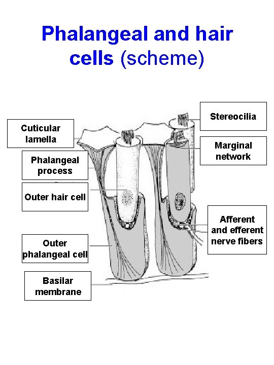 Phalangeal and hair cells (scheme) Stereocilia Cuticular lamella Phalangeal process Marginal network Outer hair