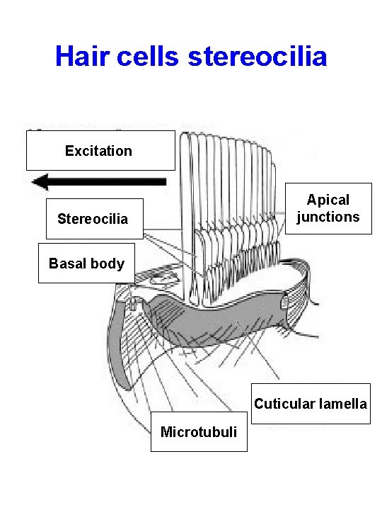 Hair cells stereocilia Excitation Apical junctions Stereocilia Basal body Cuticular lamella Microtubuli 