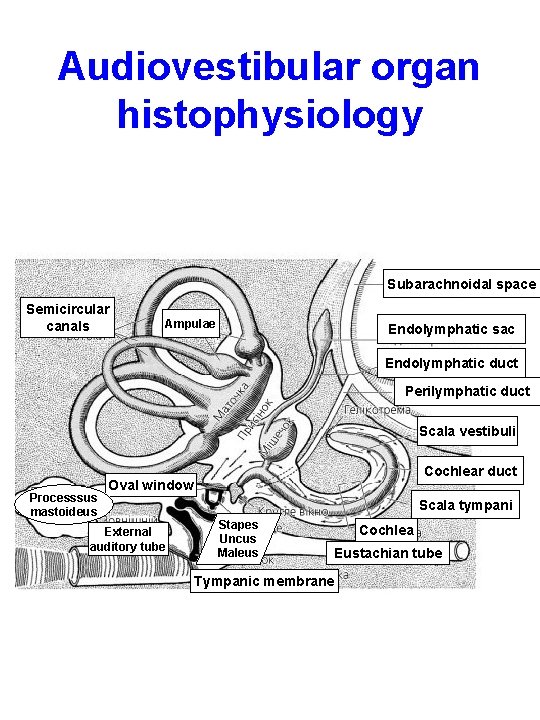 Audiovestibular organ histophysiology Subarachnoidal space Semicircular canals Ampulae Endolymphatic sac Endolymphatic duct Perilymphatic duct