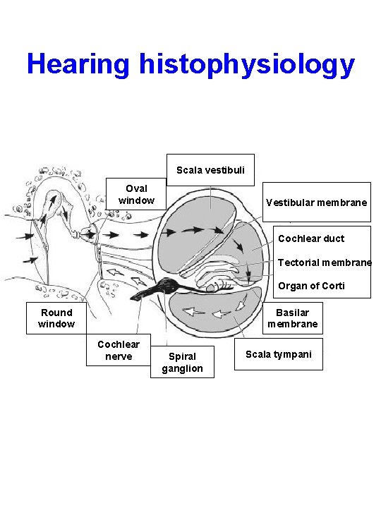 Hearing histophysiology Scala vestibuli Oval window Vestibular membrane Cochlear duct Tectorial membrane Organ of