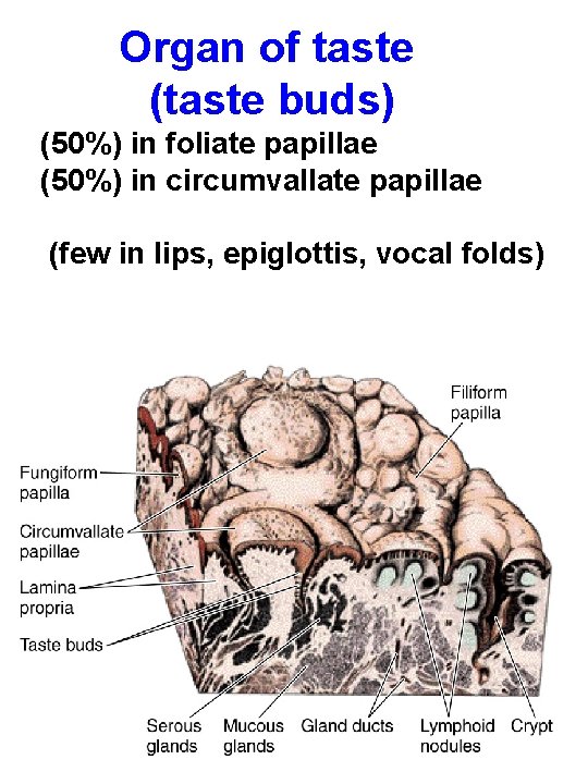 Organ of taste (taste buds) (50%) in foliate papillae (50%) in circumvallate papillae (few