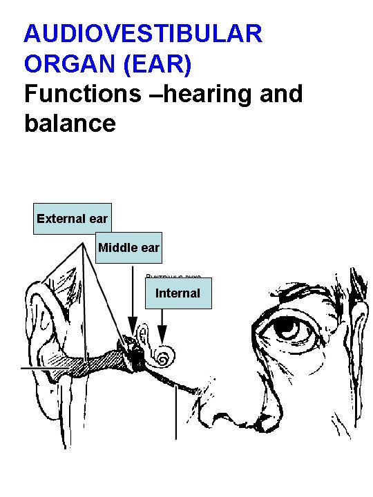 AUDIOVESTIBULAR ORGAN (EAR) Functions –hearing and balance External ear Middle ear Internal 
