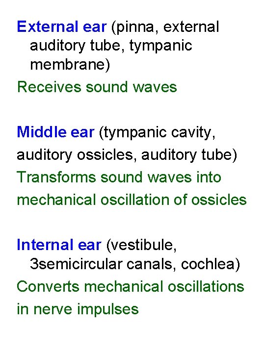External ear (pinna, external auditory tube, tympanic membrane) Receives sound waves Middle ear (tympanic