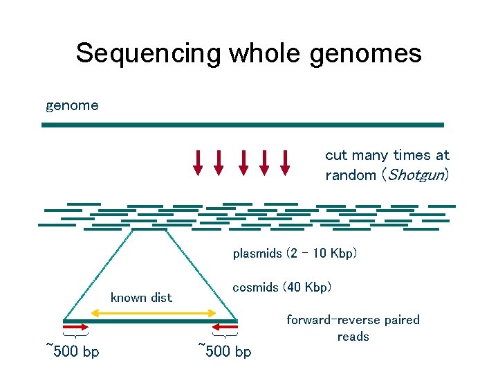 Sequencing whole genomes genome cut many times at random (Shotgun) plasmids (2 – 10