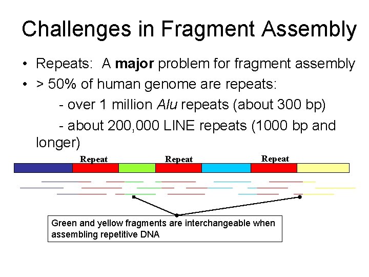 Challenges in Fragment Assembly • Repeats: A major problem for fragment assembly • >