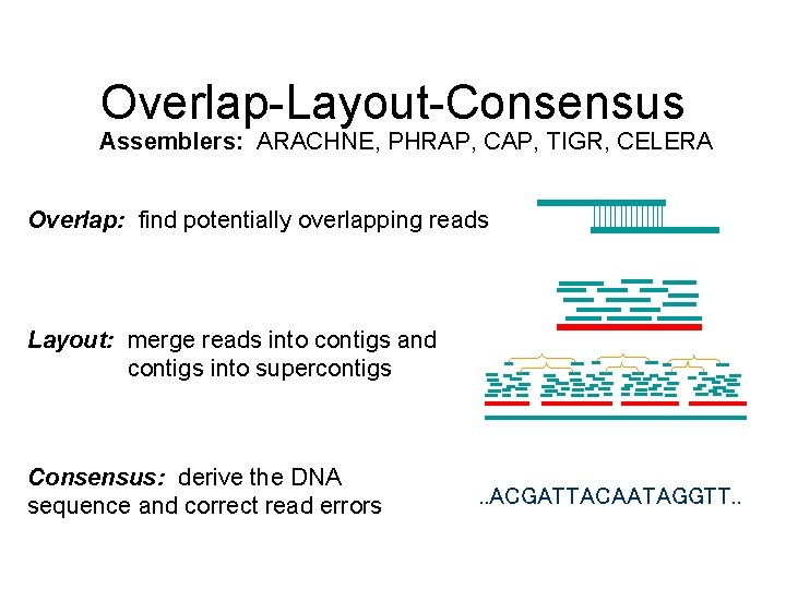 Overlap-Layout-Consensus Assemblers: ARACHNE, PHRAP, CAP, TIGR, CELERA Overlap: find potentially overlapping reads Layout: merge