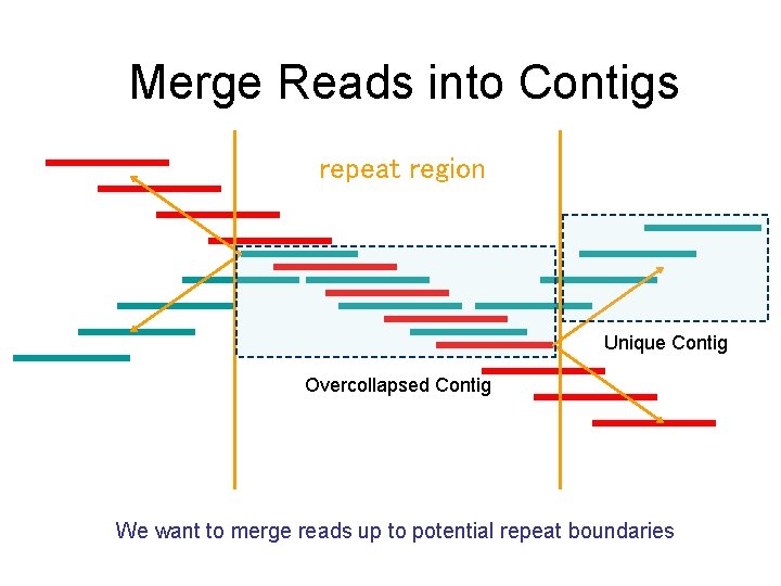 Merge Reads into Contigs repeat region Unique Contig Overcollapsed Contig We want to merge