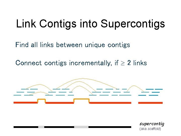 Link Contigs into Supercontigs Find all links between unique contigs Connect contigs incrementally, if