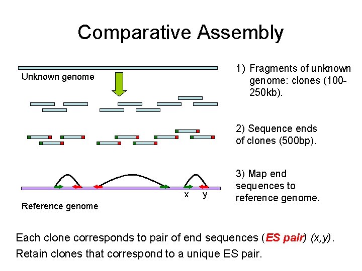 Comparative Assembly 1) Fragments of unknown genome: clones (100250 kb). Unknown genome 2) Sequence