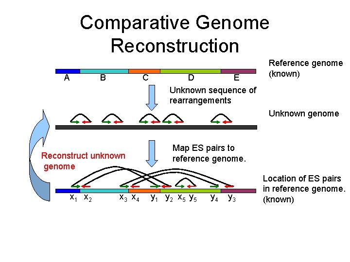 Comparative Genome Reconstruction A C B E D Unknown sequence of rearrangements Reference genome