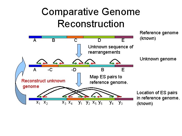 Comparative Genome Reconstruction A C B E D Unknown sequence of rearrangements Reference genome
