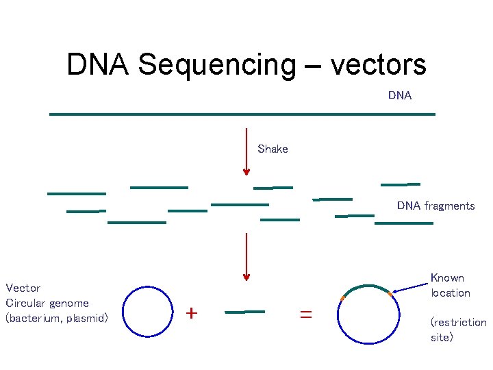 DNA Sequencing – vectors DNA Shake DNA fragments Vector Circular genome (bacterium, plasmid) Known