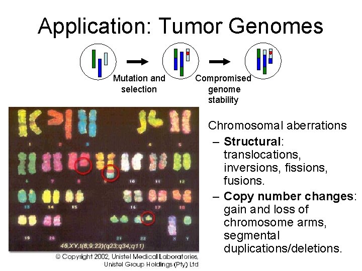 Application: Tumor Genomes Mutation and selection Compromised genome stability • Chromosomal aberrations – Structural: