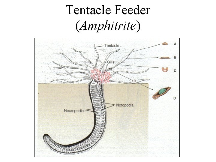 Tentacle Feeder (Amphitrite) 