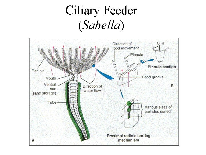 Ciliary Feeder (Sabella) 