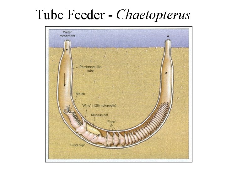 Tube Feeder - Chaetopterus 