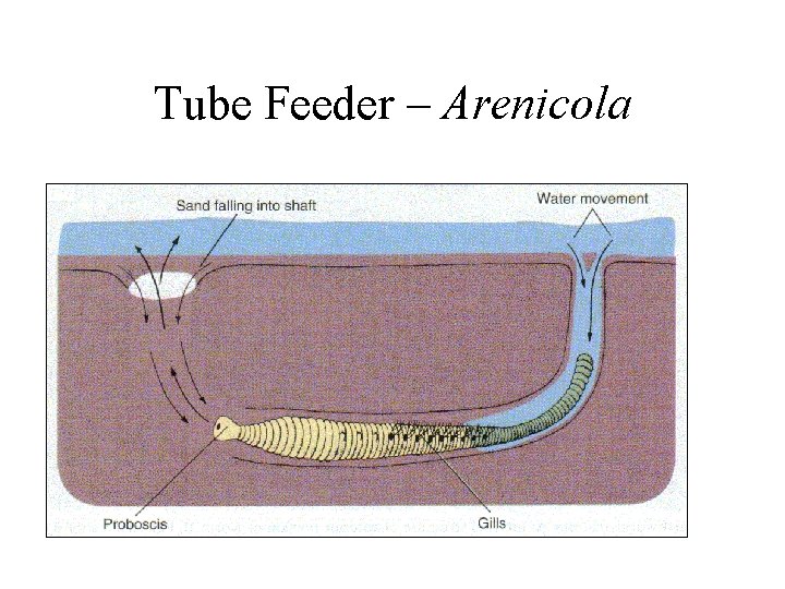 Tube Feeder – Arenicola 