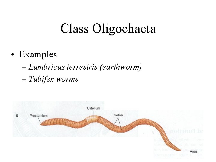 Class Oligochaeta • Examples – Lumbricus terrestris (earthworm) – Tubifex worms 