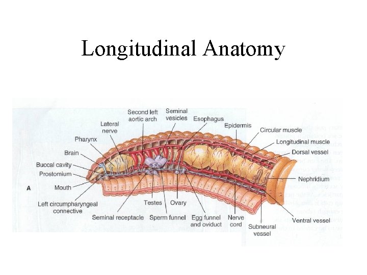 Longitudinal Anatomy 