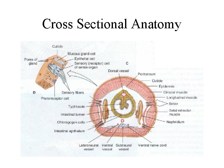 Cross Sectional Anatomy 