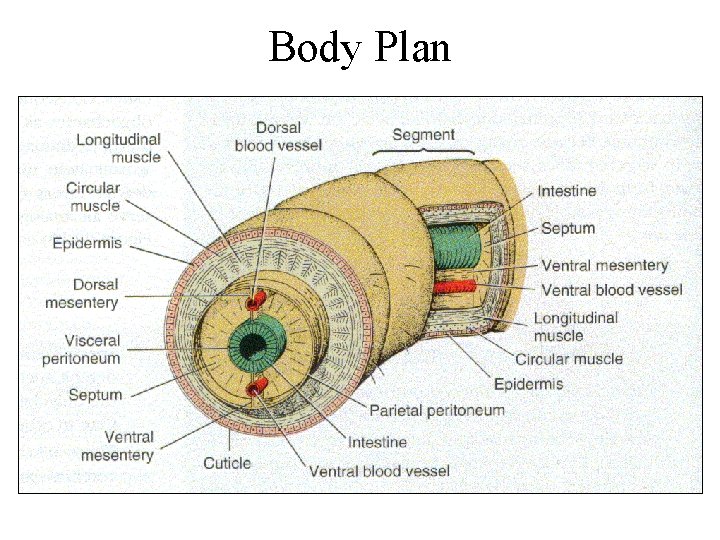 Body Plan 