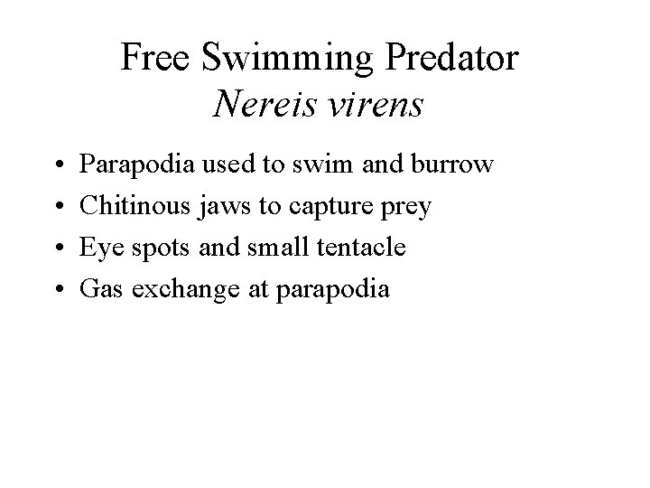 Free Swimming Predator Nereis virens • • Parapodia used to swim and burrow Chitinous