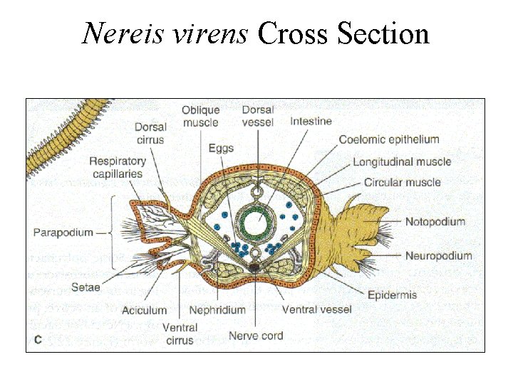 Nereis virens Cross Section 