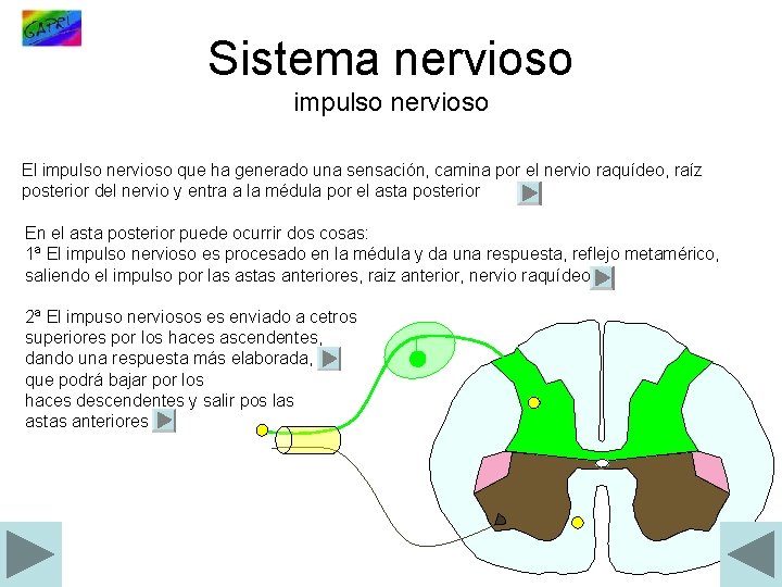 Sistema nervioso impulso nervioso El impulso nervioso que ha generado una sensación, camina por