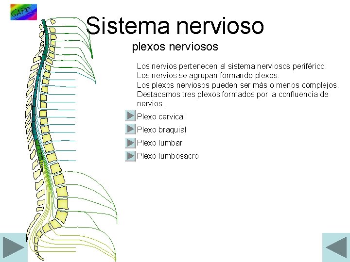 Sistema nervioso plexos nerviosos Los nervios pertenecen al sistema nerviosos periférico. Los nervios se