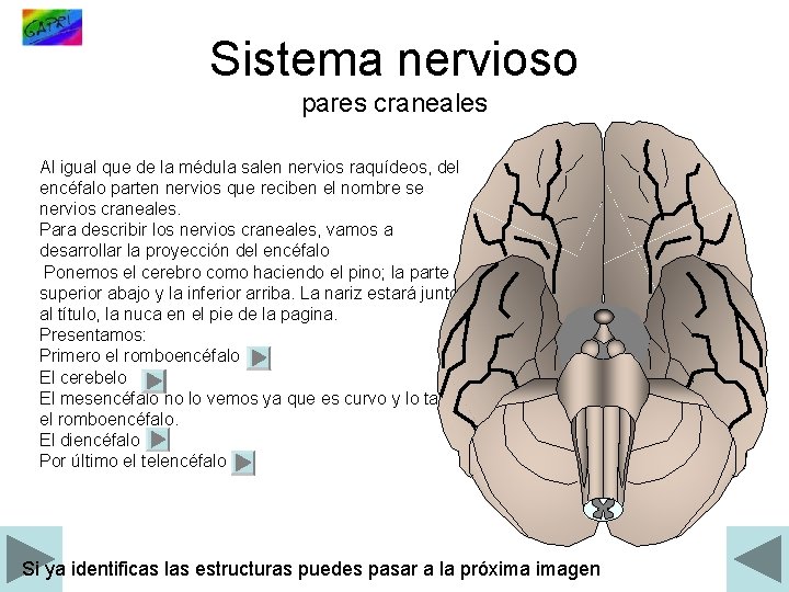 Sistema nervioso pares craneales Al igual que de la médula salen nervios raquídeos, del
